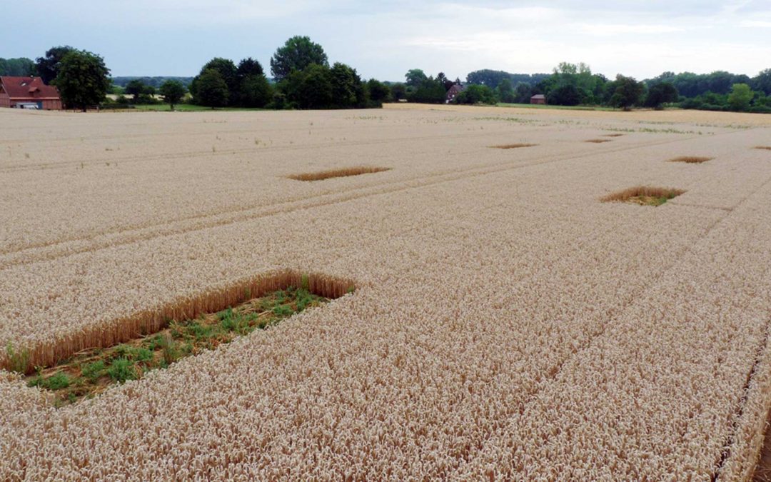 Lerchenfenster – mit ergänzender Struktur in der Landschaft