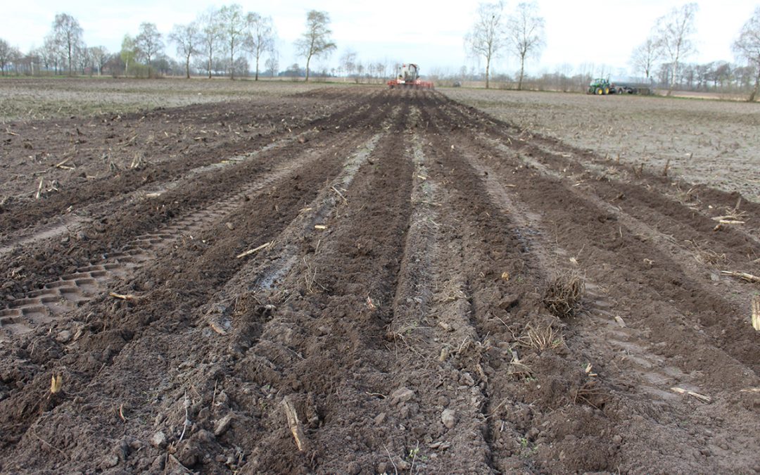 Anbau von Mais im Strip Till-Verfahren in Kombination mit einer bearbeitungsfreier Schonzeit (6)