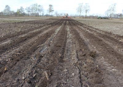 Anbau von Mais im Strip Till-Verfahren in Kombination mit einer bearbeitungsfreier Schonzeit (6)