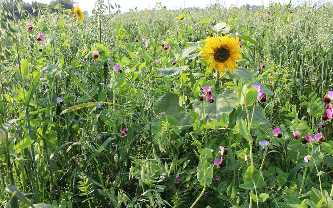 Anbau von GPS-Sommergetreidegemenge (5)