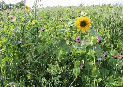 Anbau von GPS-Sommergetreidegemenge (5)