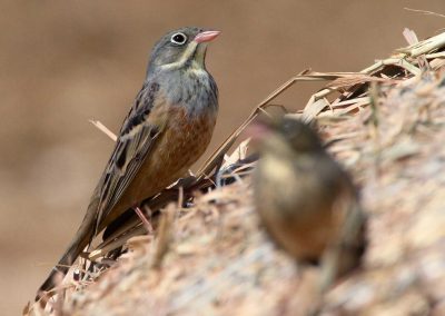 Ortolan