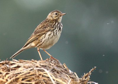 Wiesenpieper