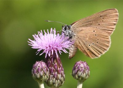 Dunkler Wiesenknopf-Ameisenbläuling