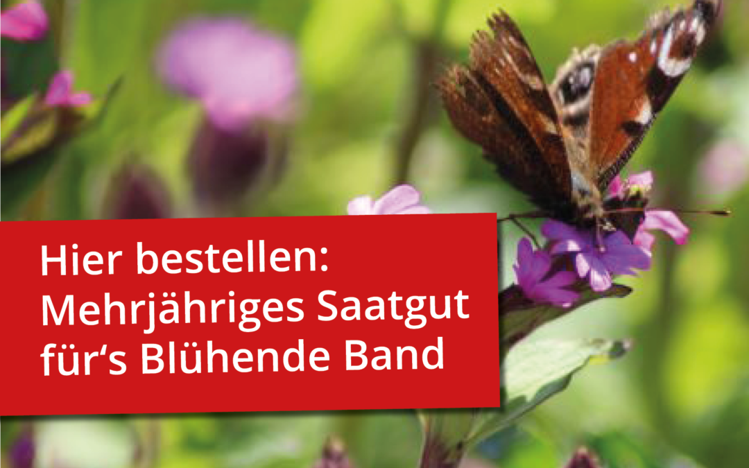 Das Blühende Band wird mehrjährig!