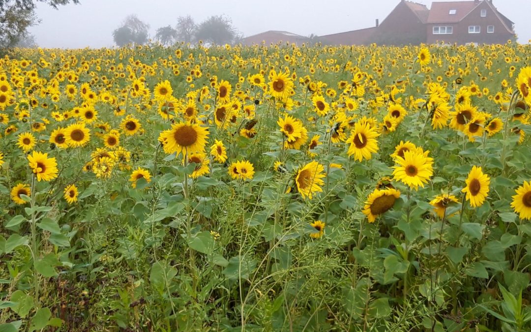 Im Sommer Augenweide – im Winter Futterplatz