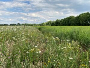 Unterschied: Zwei- und vierjährige Wildpflanzen