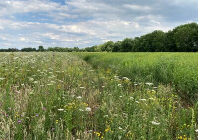 Unterschied: Zwei- und vierjährige Wildpflanzen