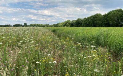 Biogas aus Wildpflanzen – Energiegewinnung und Artenschutz