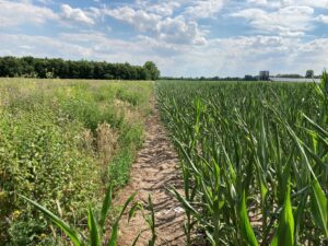 Wildpflanzen kommen mit Trockenheit etwas besser zurecht