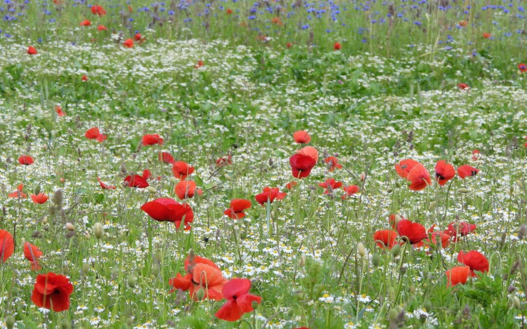 “Neue Wege der Kompensation” publiziert