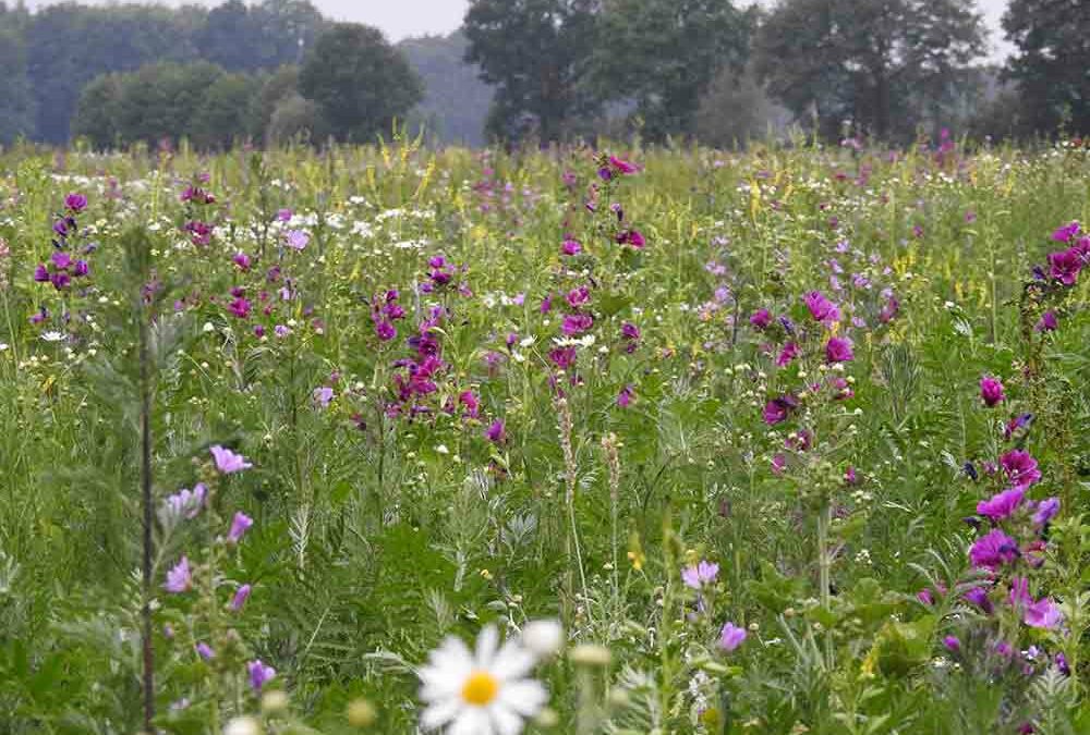 Wildpflanzenanbau mit energetischer Nutzung