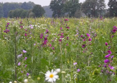 Wildpflanzenanbau mit energetischer Nutzung